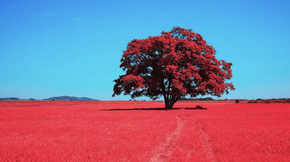 Screenshot 2024-10-26 at 11.15.20 AM